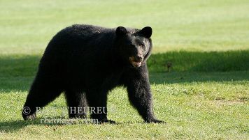 Black Bear Stroll